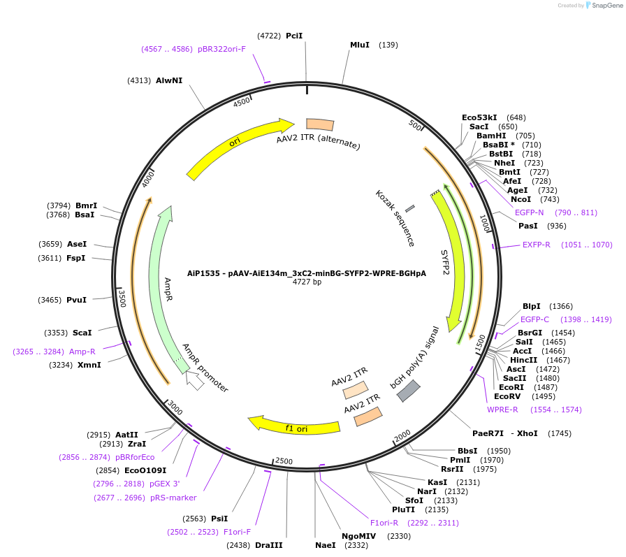 220658-plasmid-map-sequence-id-461996