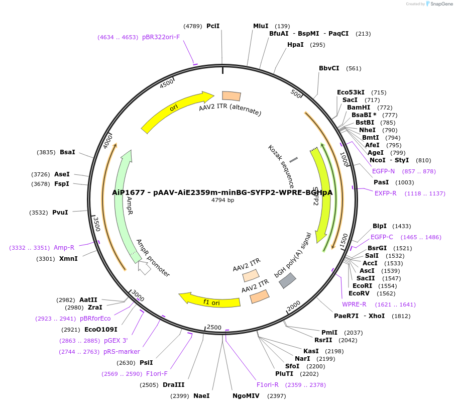 220660-plasmid-map-sequence-id-461997