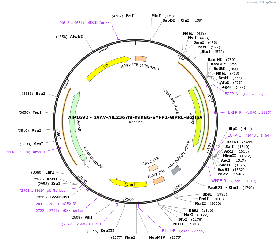 220661-plasmid-map-sequence-id-461998