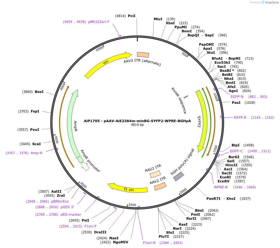220663-plasmid-map-sequence-id-461999