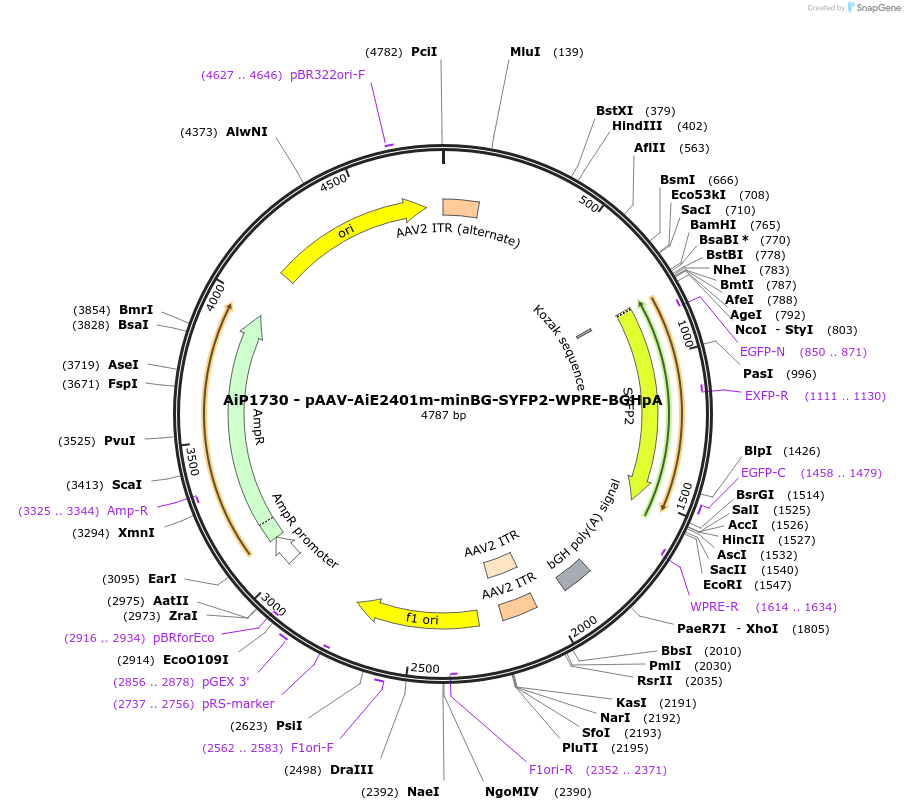 220664-plasmid-map-sequence-id-462000