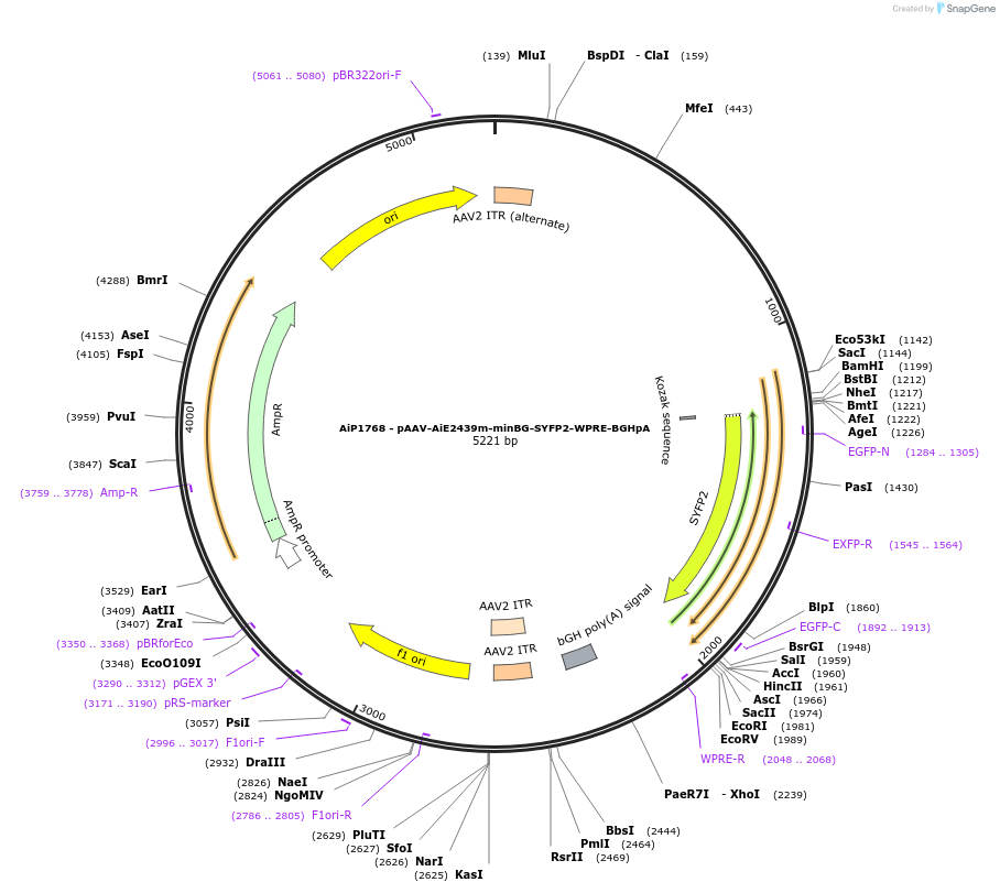 220667-plasmid-map-sequence-id-462001