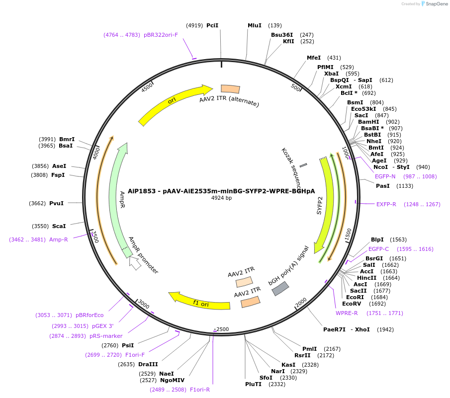 220671-plasmid-map-sequence-id-462003