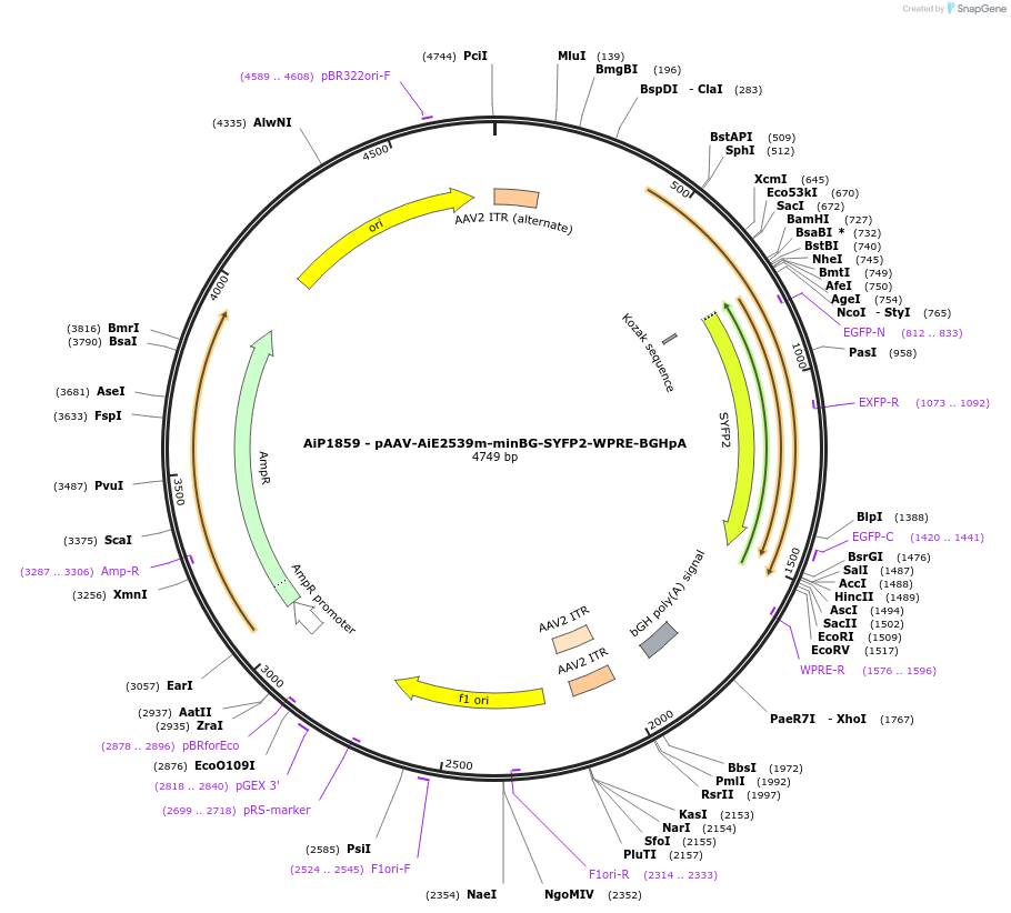 220673-plasmid-map-sequence-id-462005