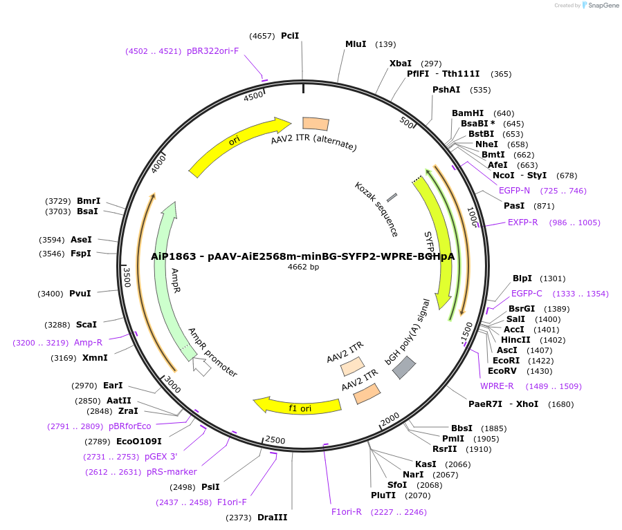 220674-plasmid-map-sequence-id-462006