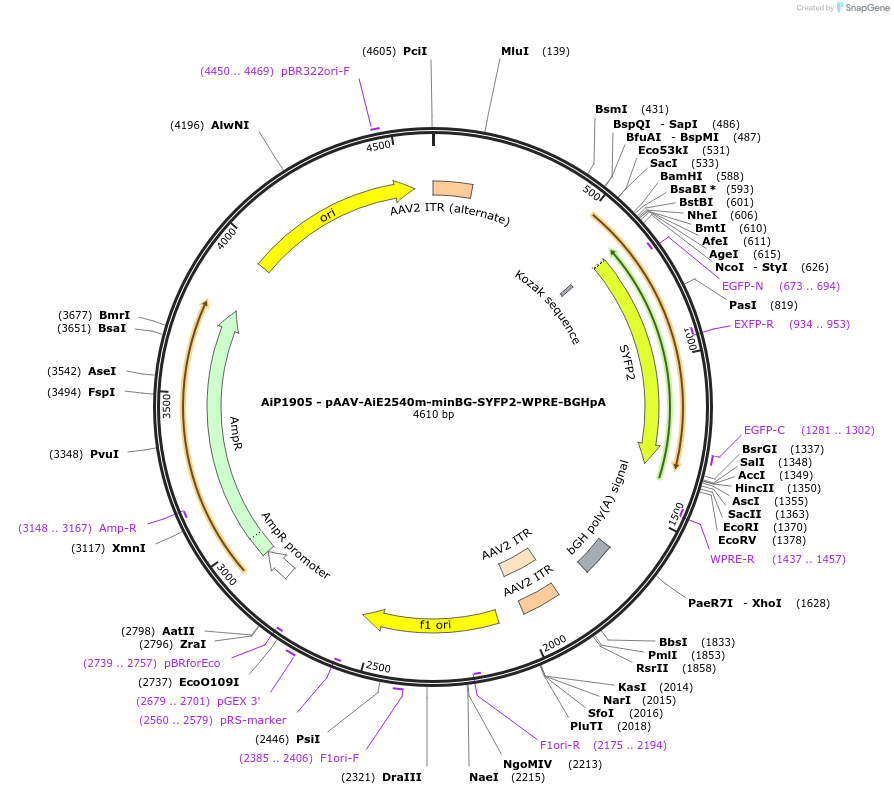 220680-plasmid-map-sequence-id-462011