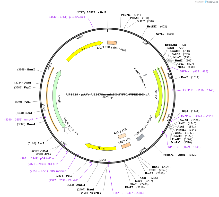 220683-plasmid-map-sequence-id-462012