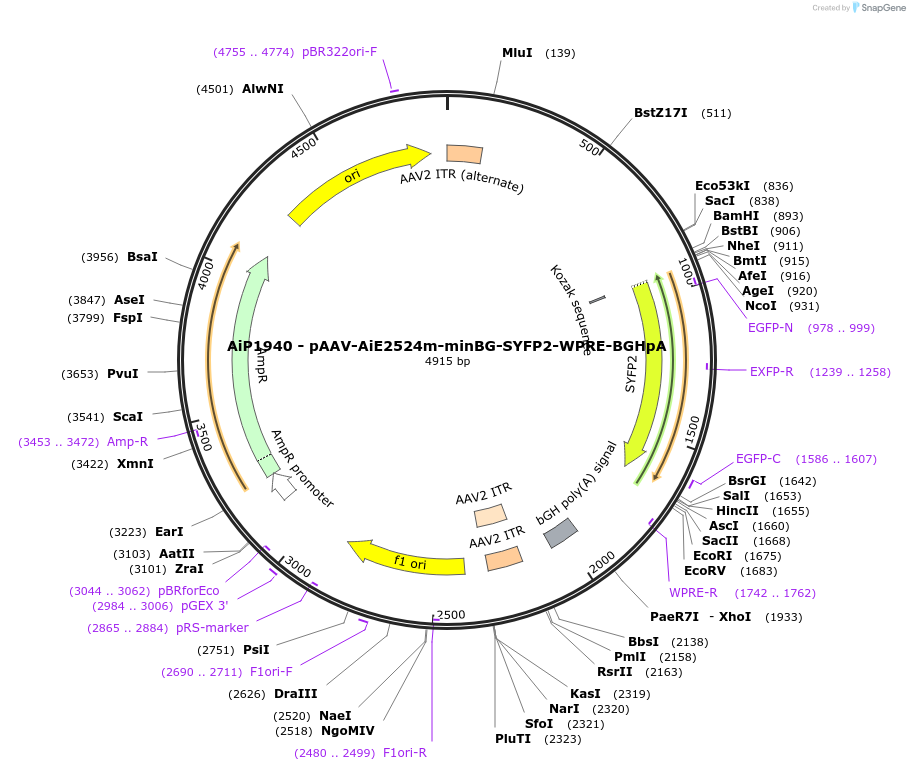 220685-plasmid-map-sequence-id-462014