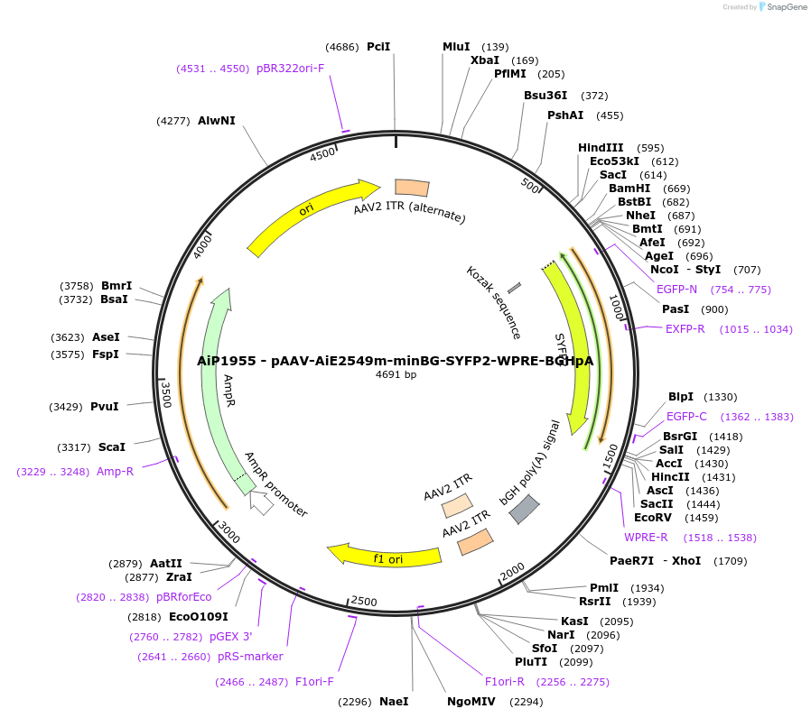 220686-plasmid-map-sequence-id-462015