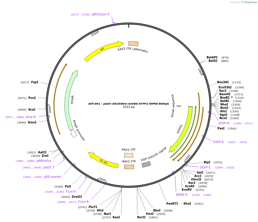 220687-plasmid-map-sequence-id-462016