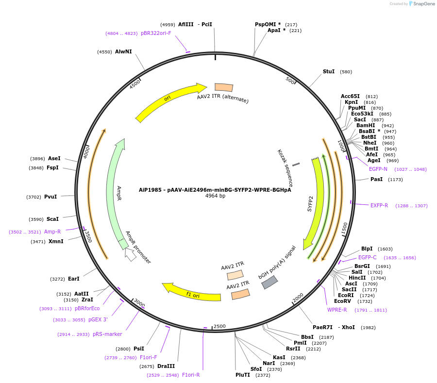 220688-plasmid-map-sequence-id-462017