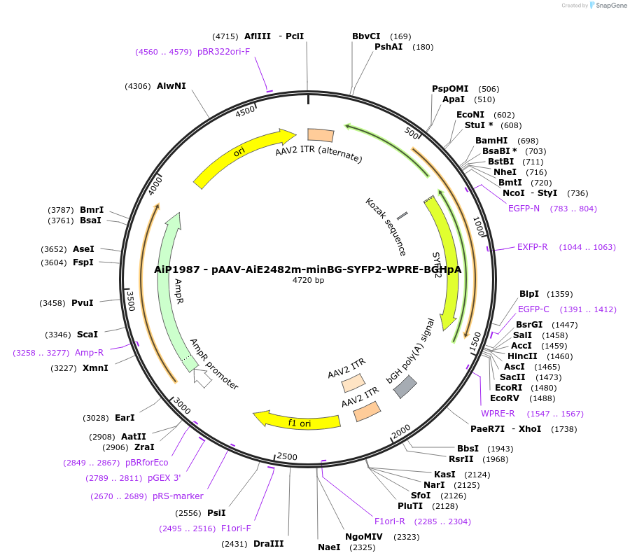 220689-plasmid-map-sequence-id-462018