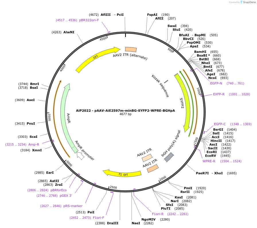 220692-plasmid-map-sequence-id-462019