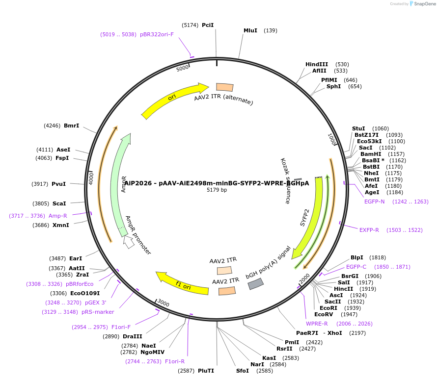 220693-plasmid-map-sequence-id-462020