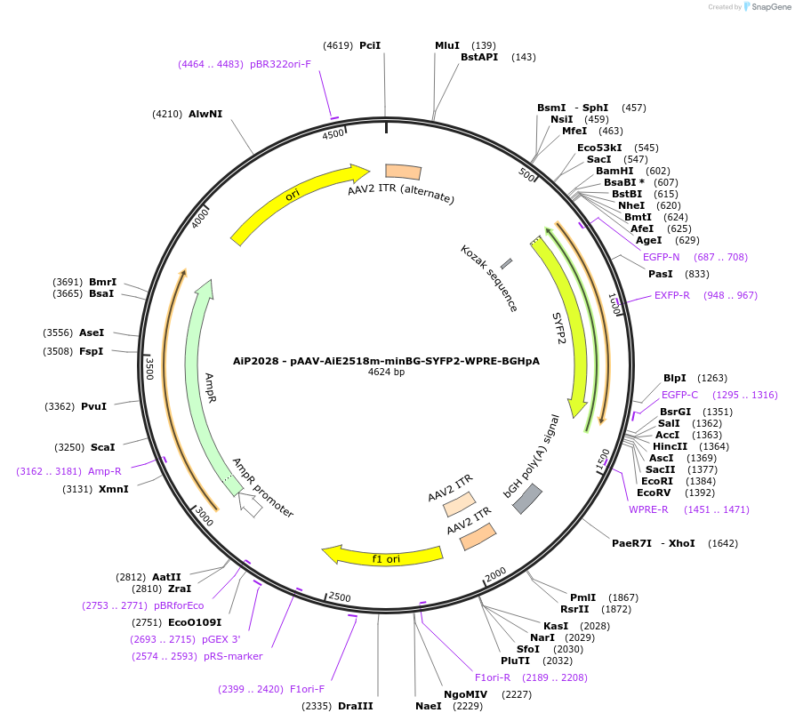 220694-plasmid-map-sequence-id-462021