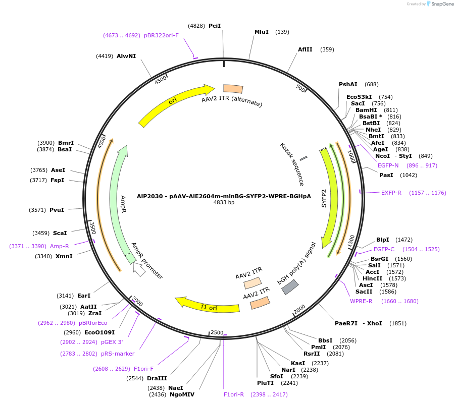 220695-plasmid-map-sequence-id-462022