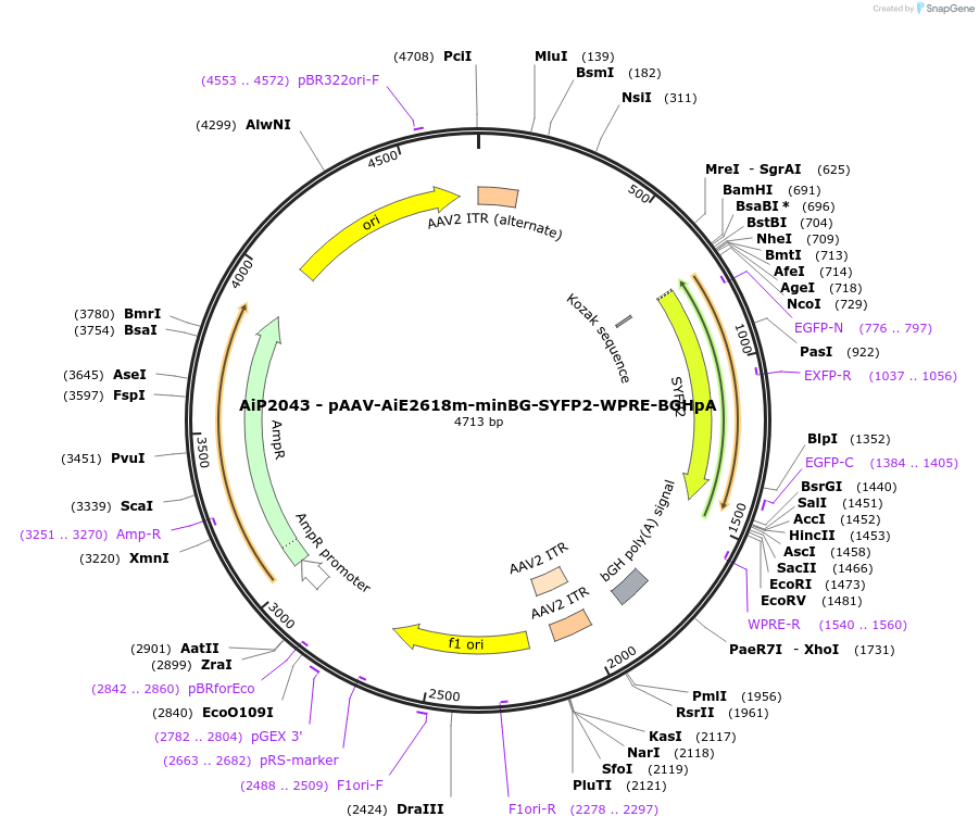 220697-plasmid-map-sequence-id-462024