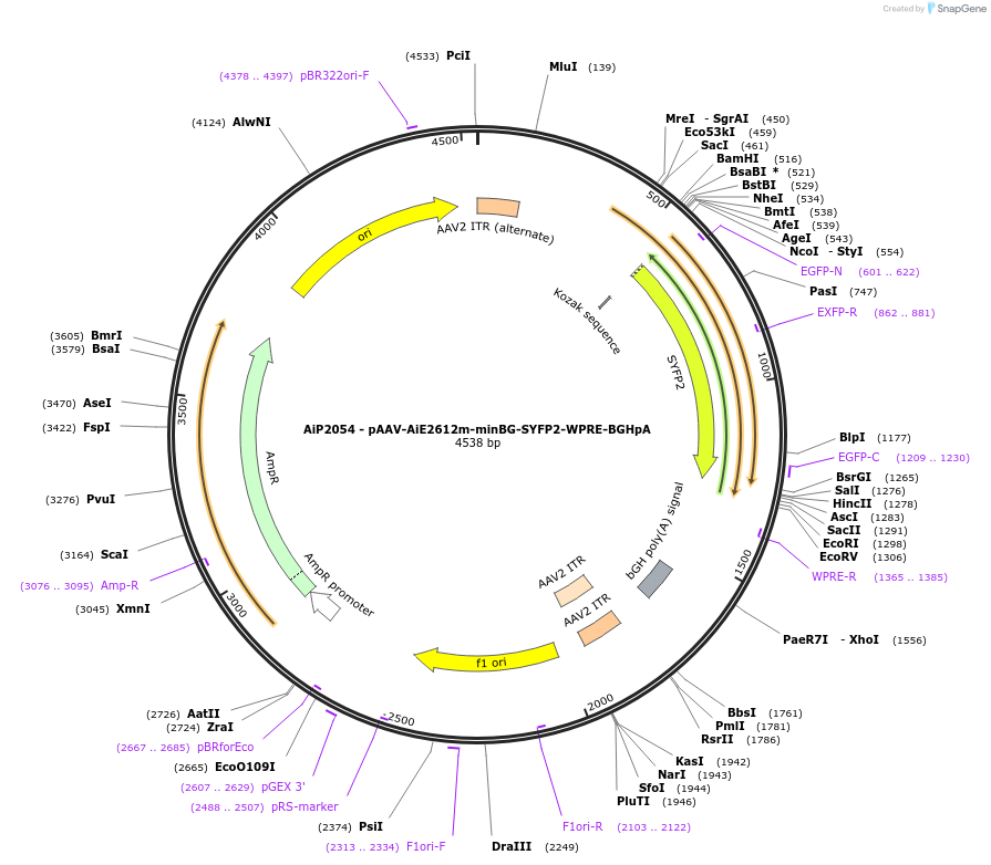 220698-plasmid-map-sequence-id-462025