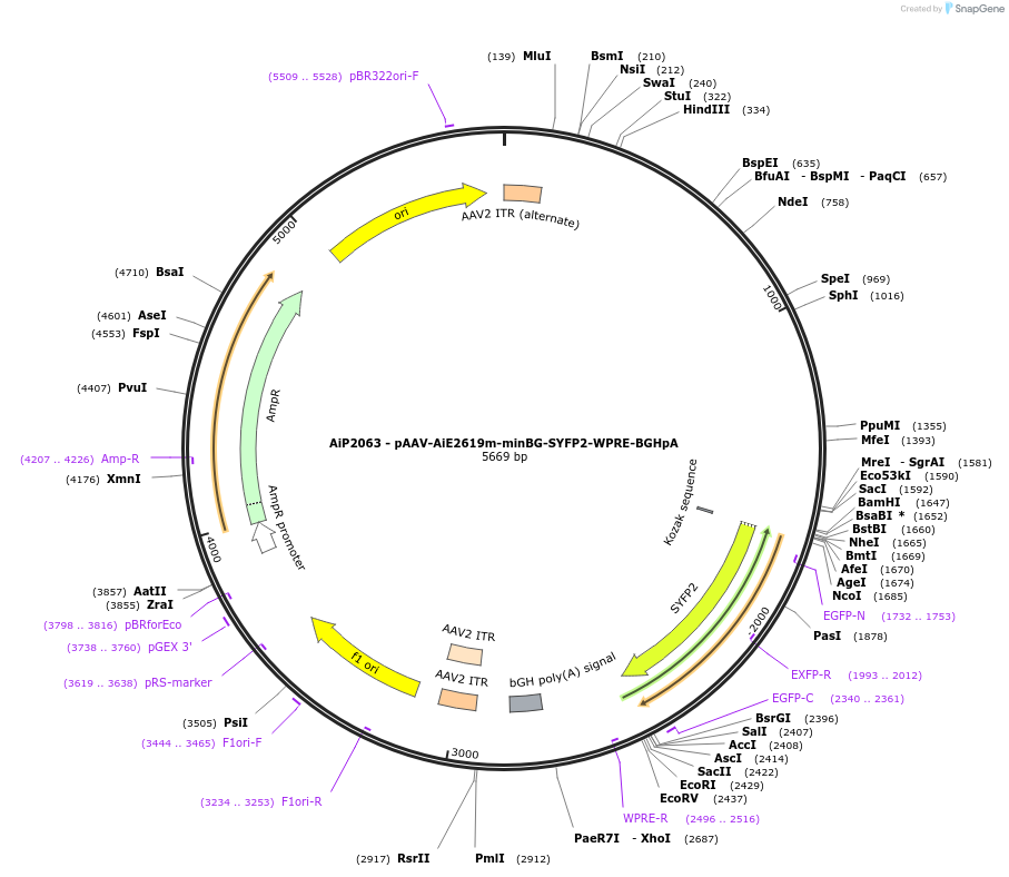220701-plasmid-map-sequence-id-462028