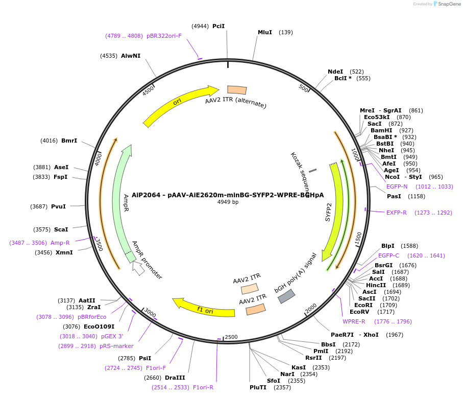 220702-plasmid-map-sequence-id-462029