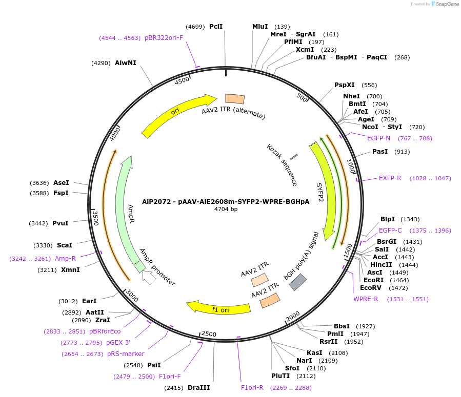 220703-plasmid-map-sequence-id-462030