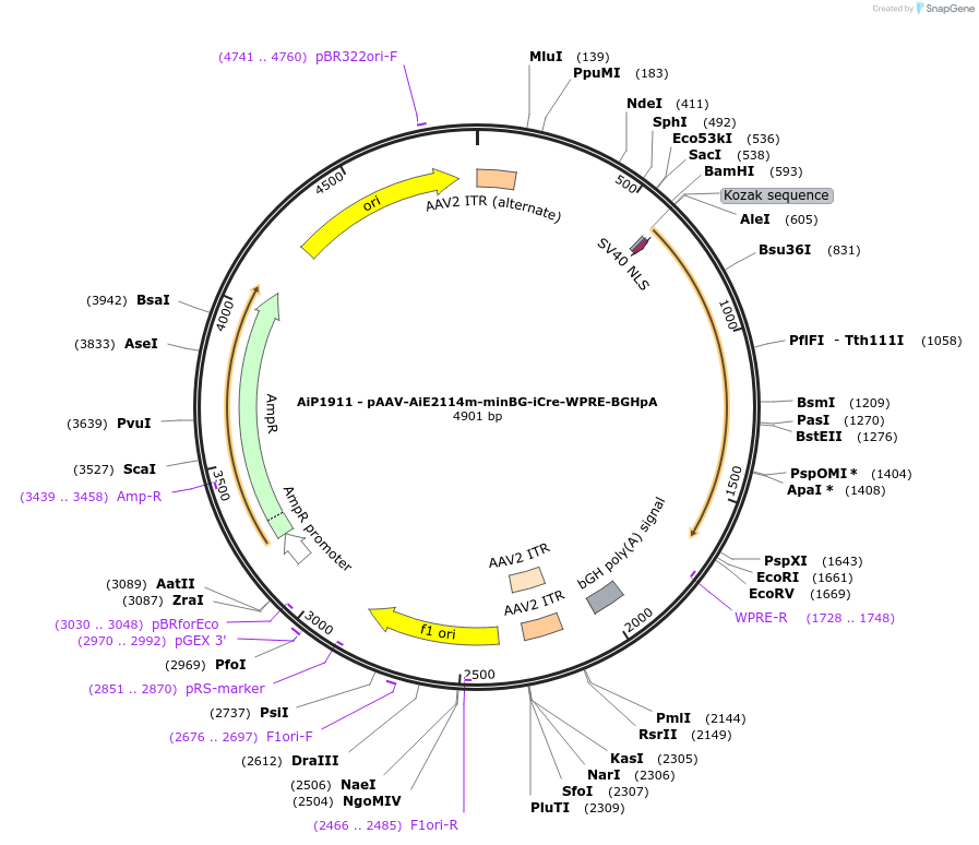 220719-plasmid-map-sequence-id-462037