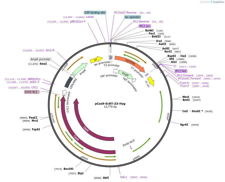 232095-plasmid-map-sequence-id-462040