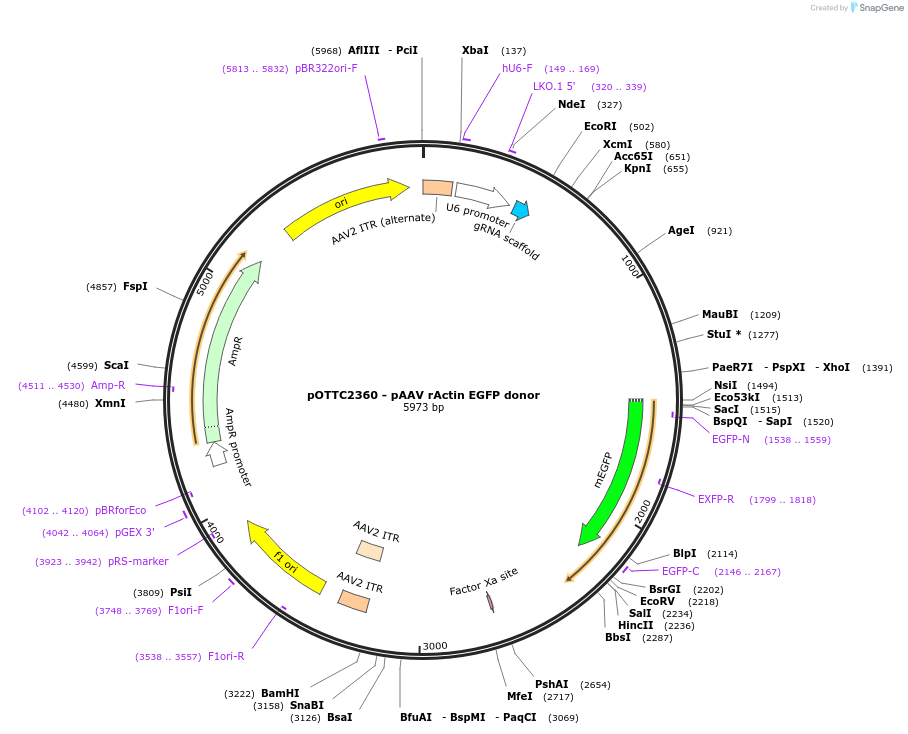228444-plasmid-map-sequence-id-462041