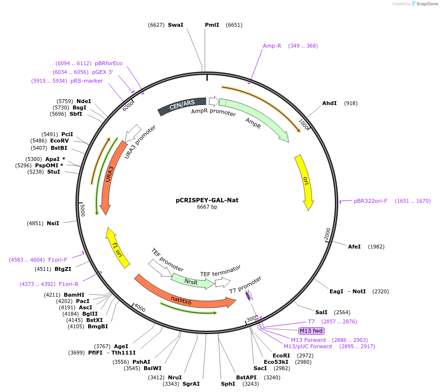 232097-plasmid-map-sequence-id-462042