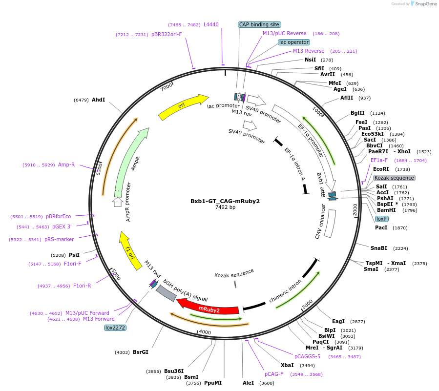 229801-plasmid-map-sequence-id-462045