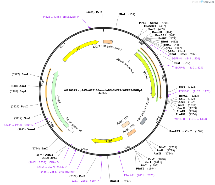230561-plasmid-map-sequence-id-462046