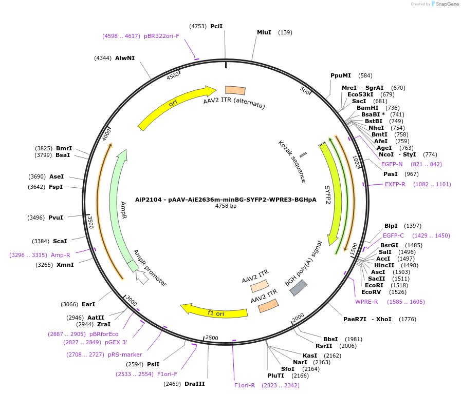 230550-plasmid-map-sequence-id-462048