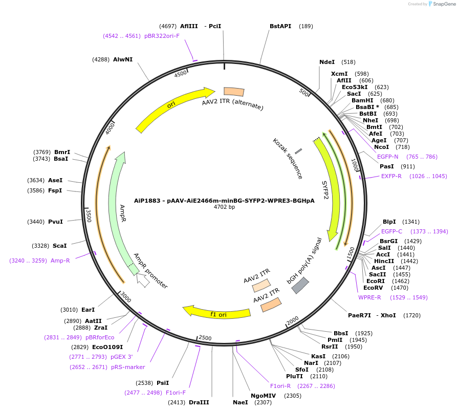 230542-plasmid-map-sequence-id-462056