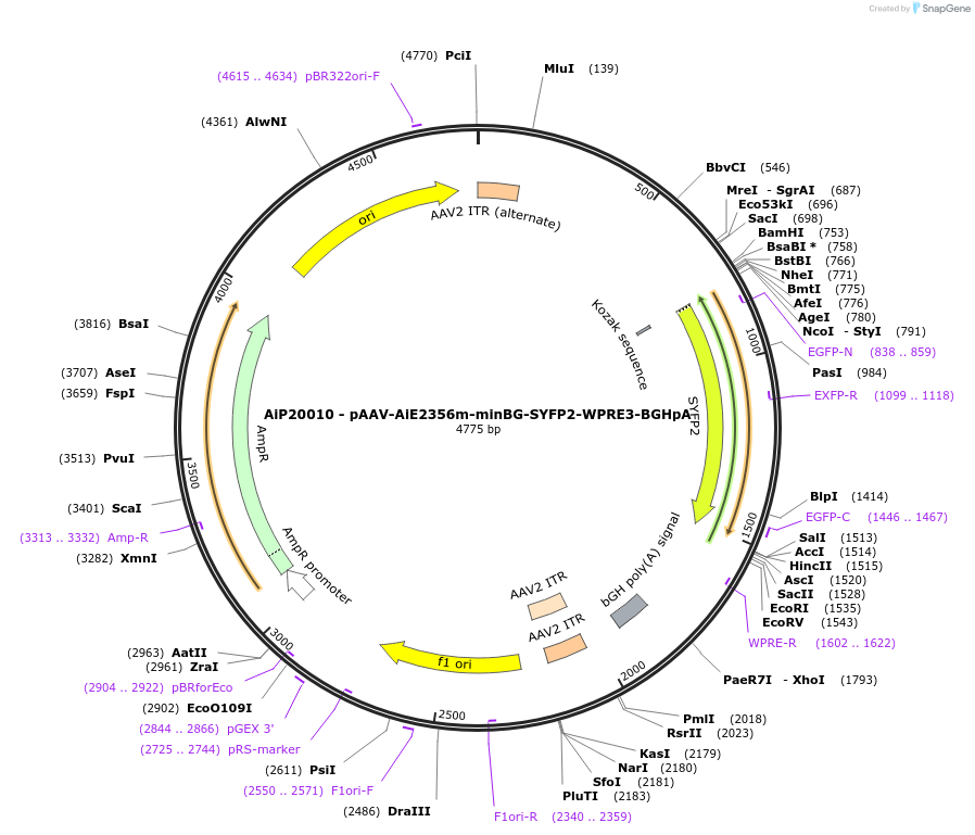 230554-plasmid-map-sequence-id-462059