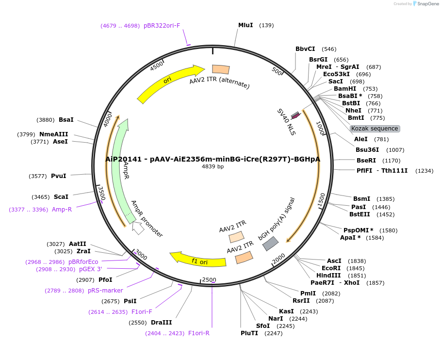 230564-plasmid-map-sequence-id-462060