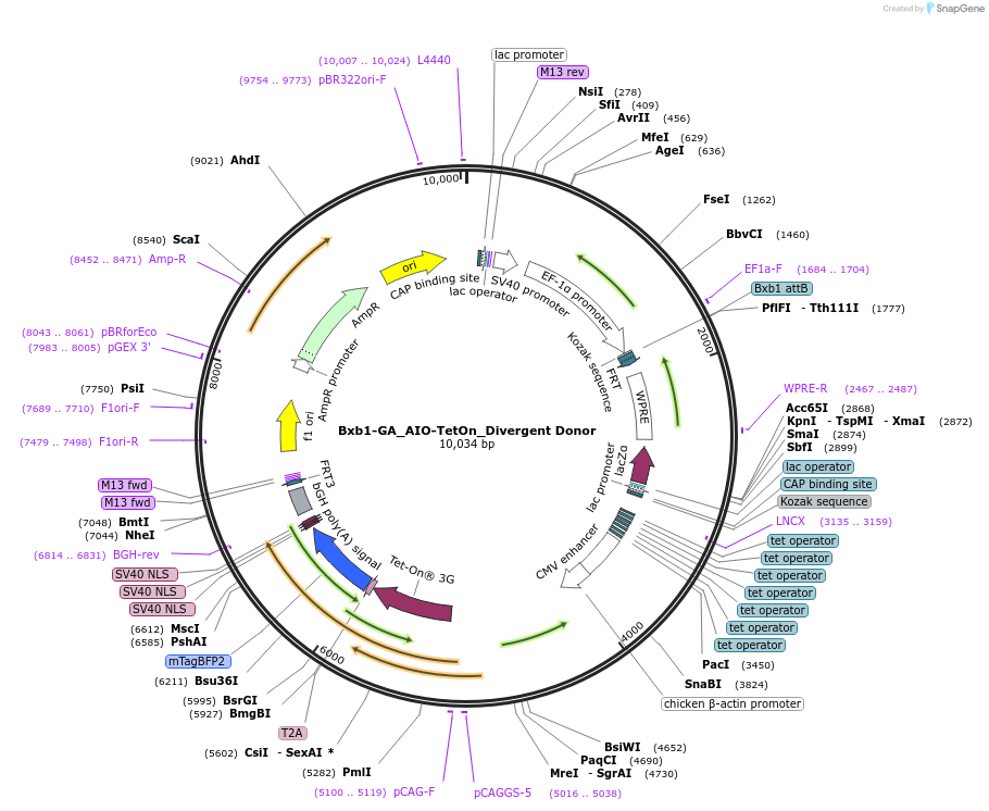 229786-plasmid-map-sequence-id-462080