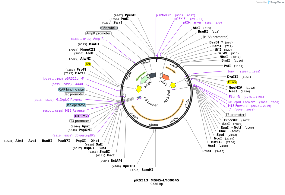 232904-plasmid-map-sequence-id-462086