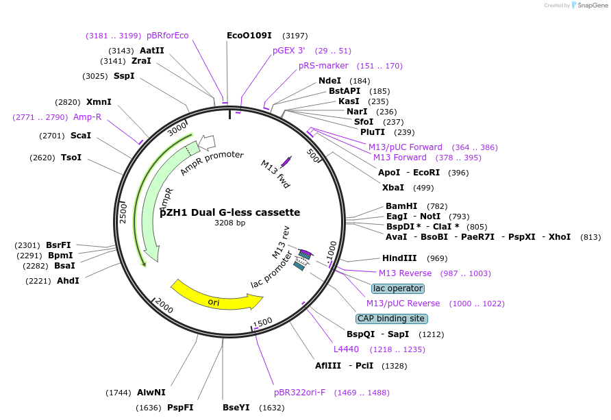231645-plasmid-map-sequence-id-462092