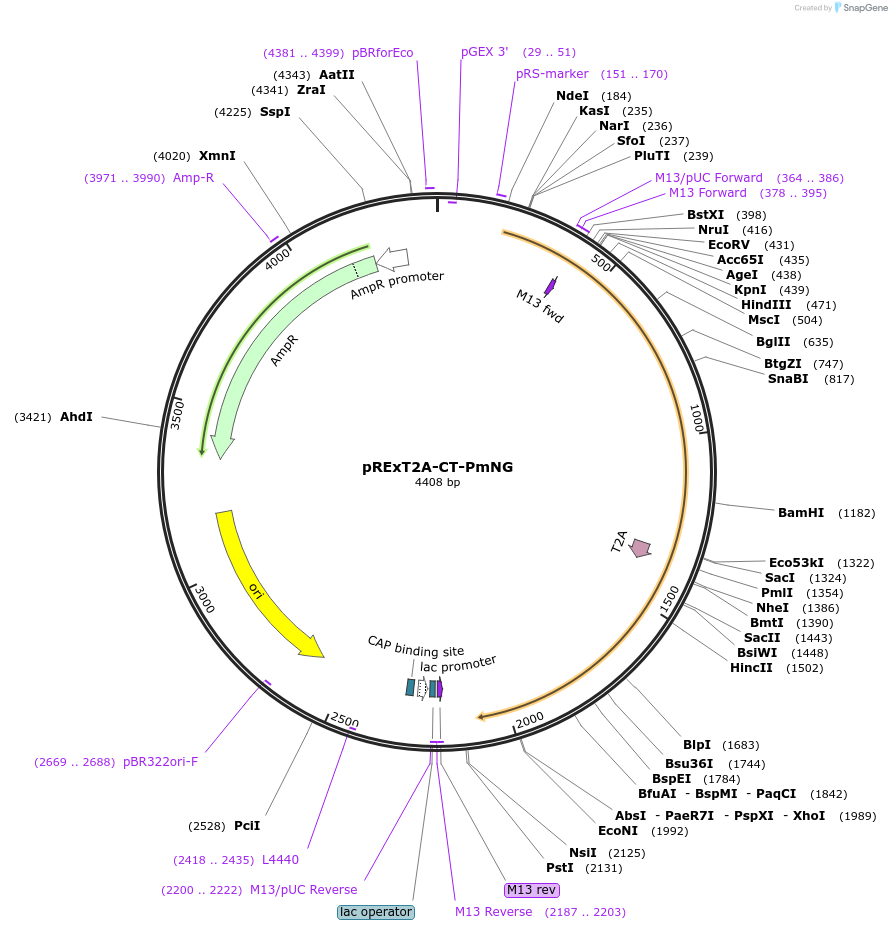 232201-plasmid-map-sequence-id-462093