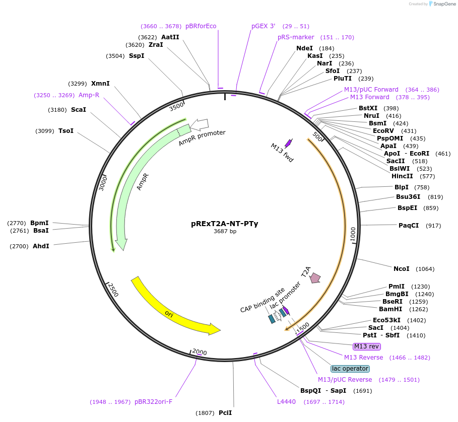 232202-plasmid-map-sequence-id-462097