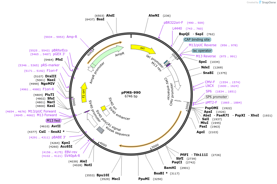 232282-plasmid-map-sequence-id-462098