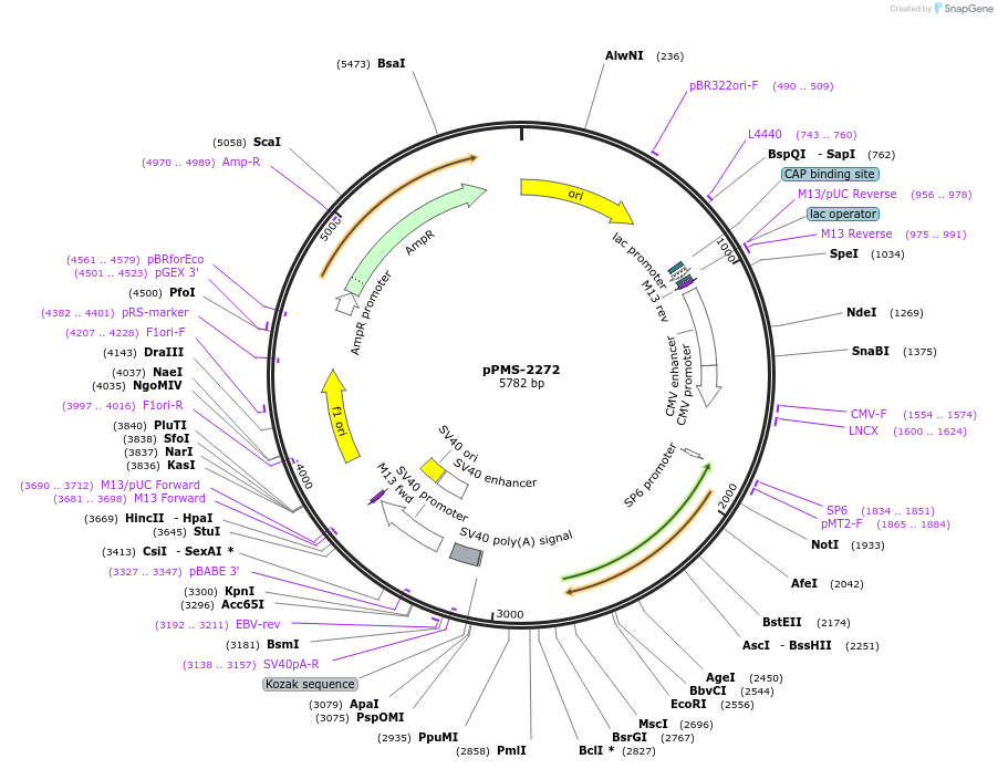 232292-plasmid-map-sequence-id-462102