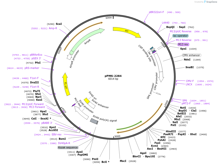 232293-plasmid-map-sequence-id-462103