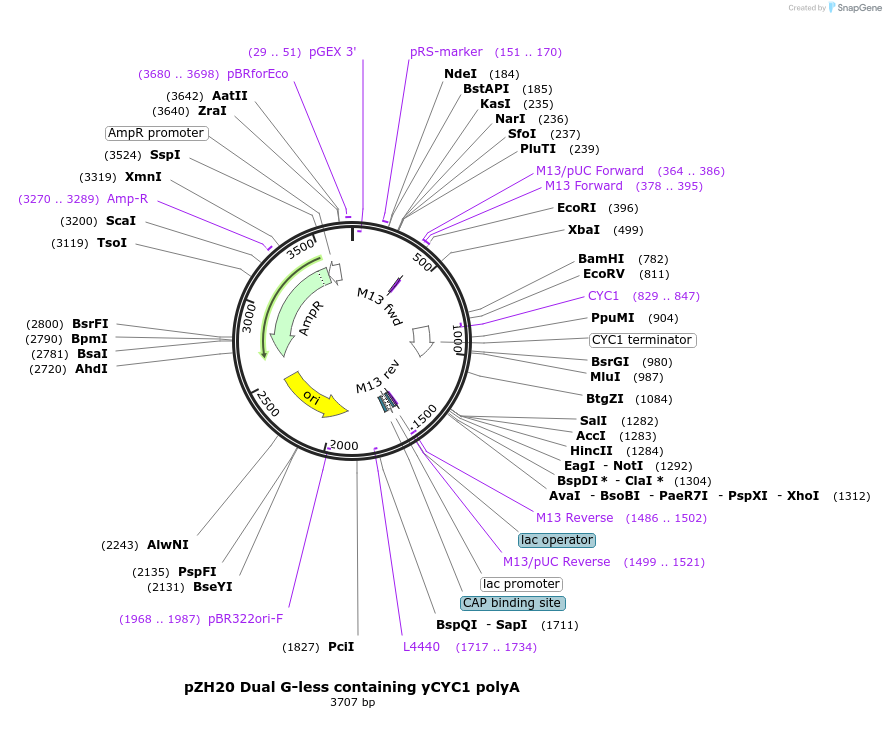231646-plasmid-map-sequence-id-462104