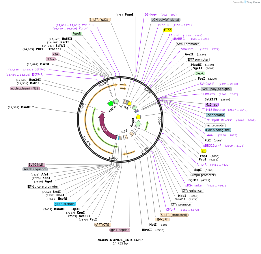 232764-plasmid-map-sequence-id-462105