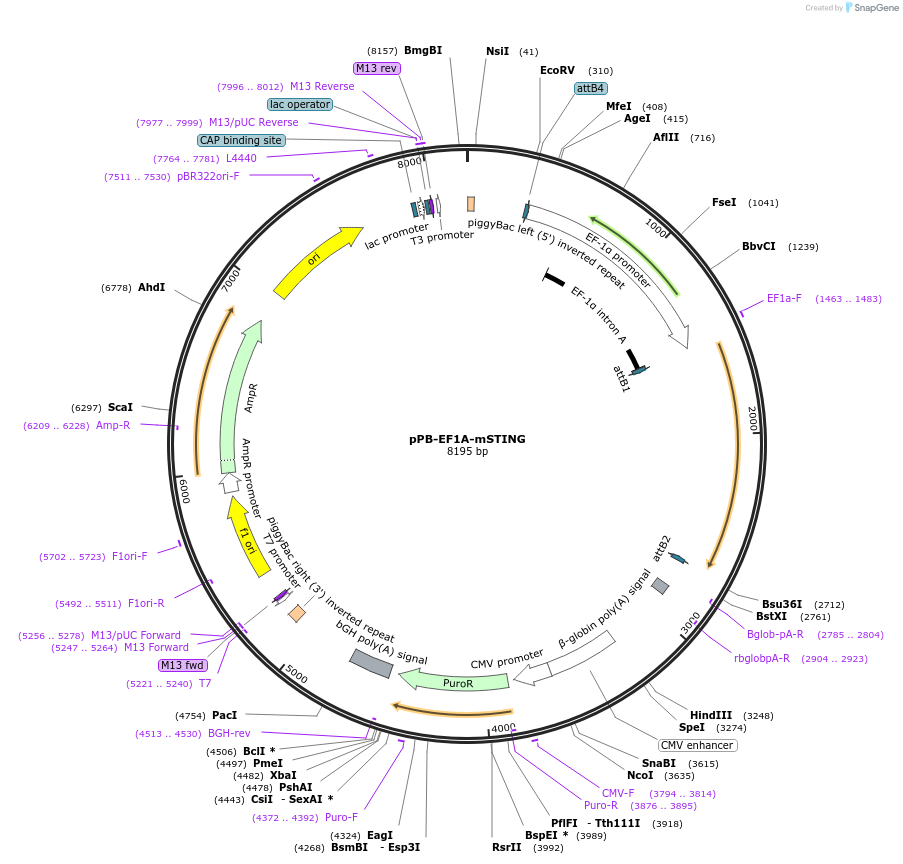229739-plasmid-map-sequence-id-462106