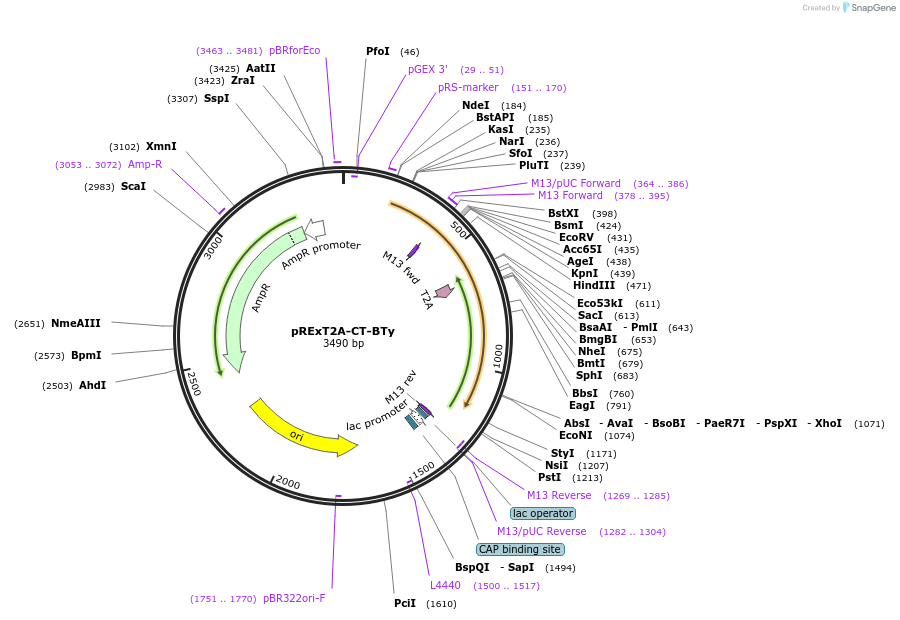 232209-plasmid-map-sequence-id-462107