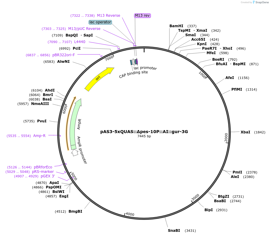 232613-plasmid-map-sequence-id-462108