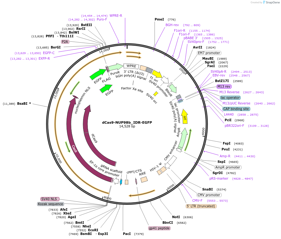232767-plasmid-map-sequence-id-462109