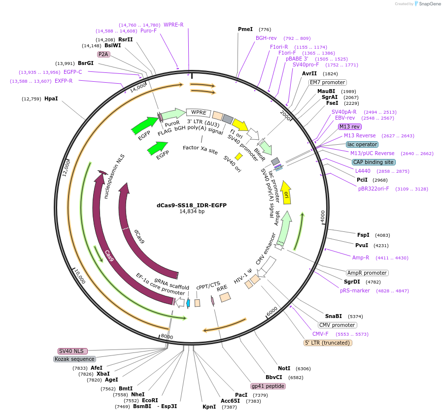 232763-plasmid-map-sequence-id-462112